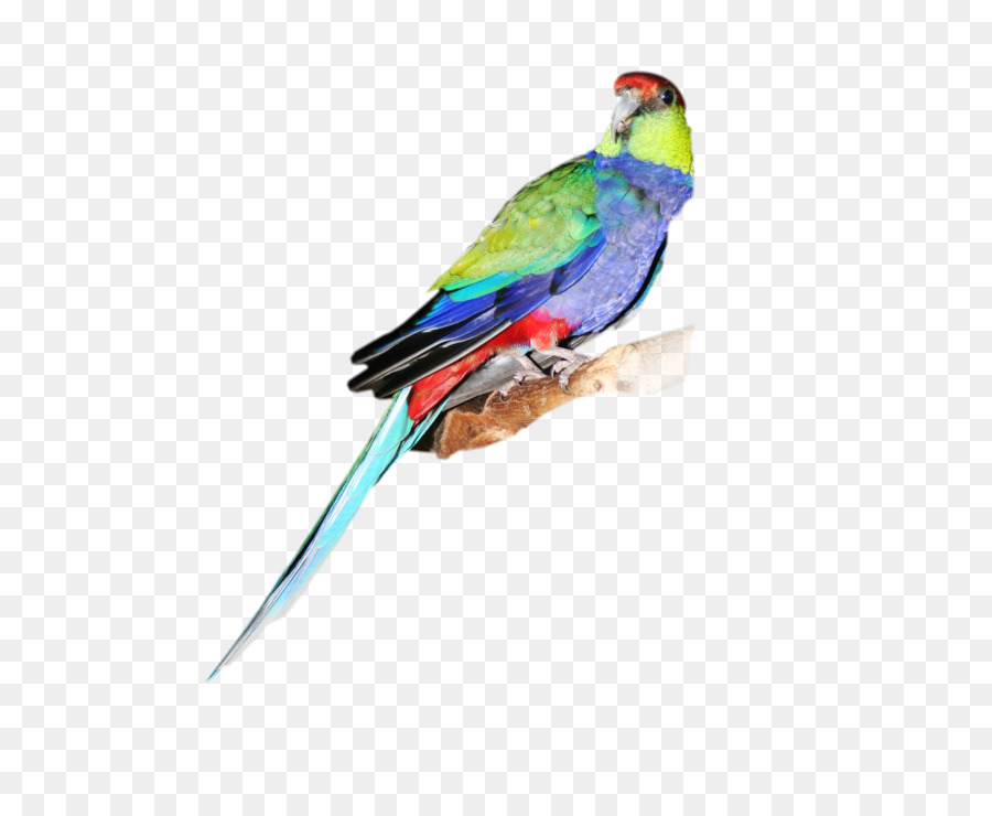 Loro Colorido，Pájaro PNG