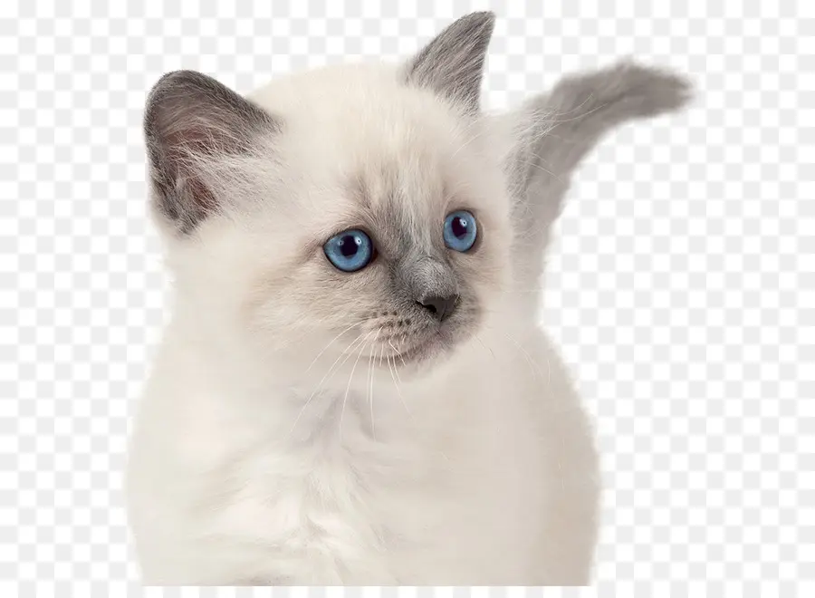 Gato Siamés，Birman PNG