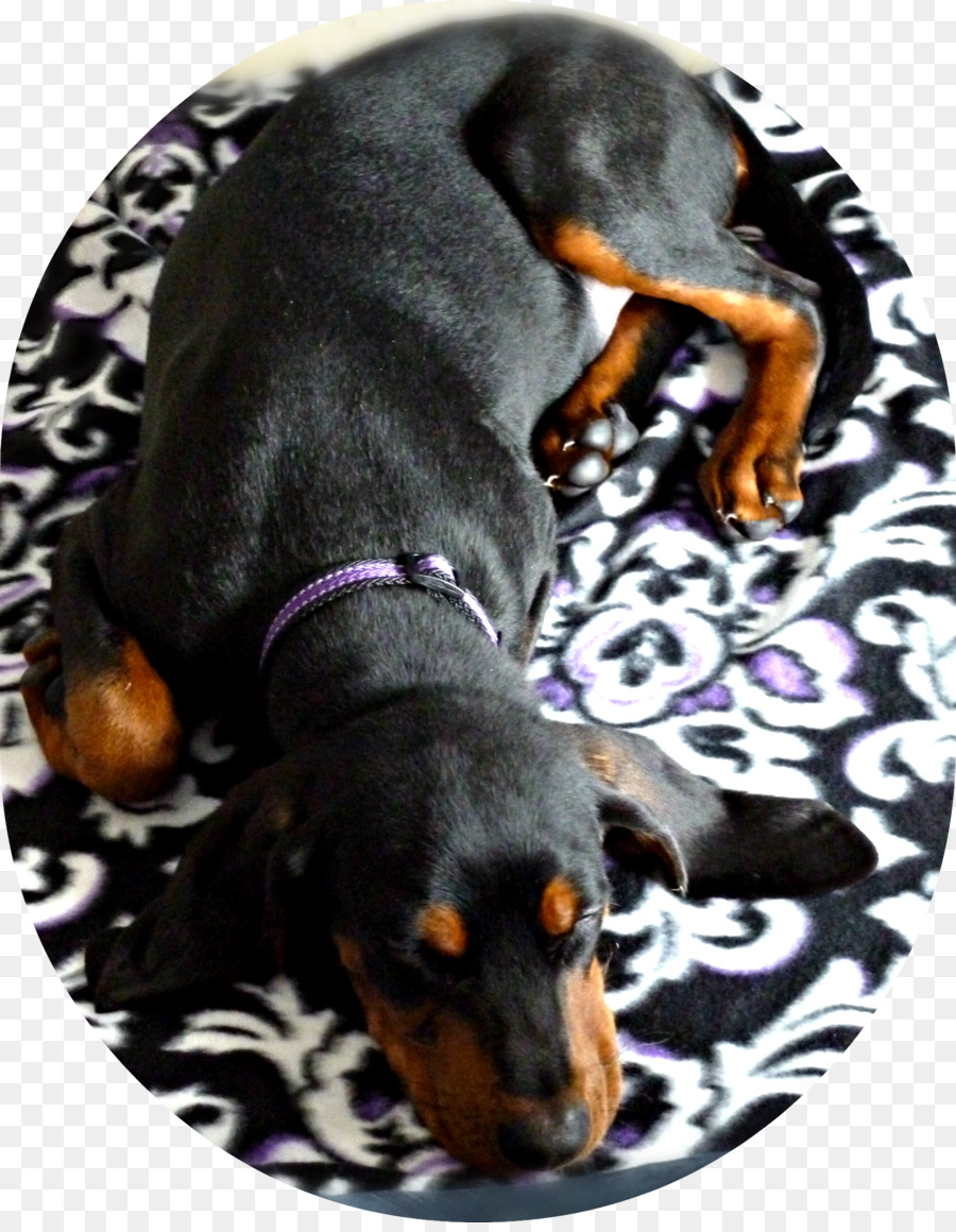 Negro Y Tan Coonhound，Austriaco Negro Y Fuego Hound PNG