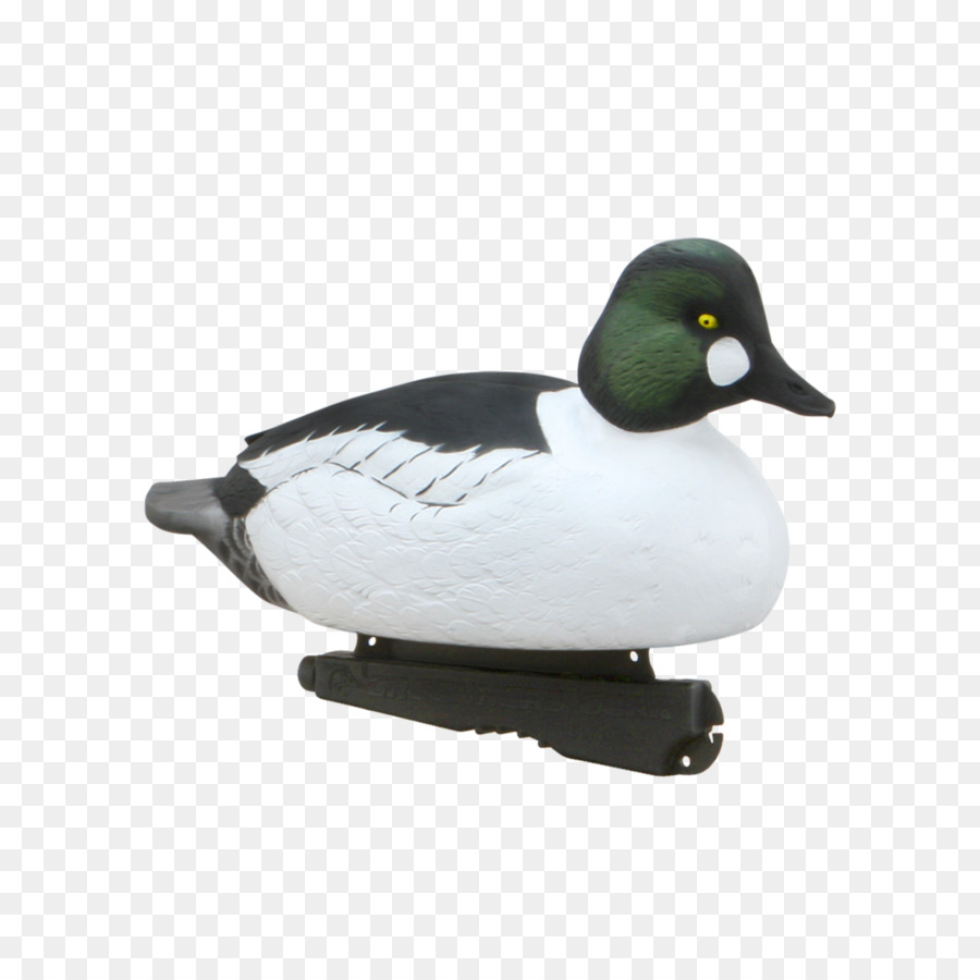 El ánade Real，Pato PNG