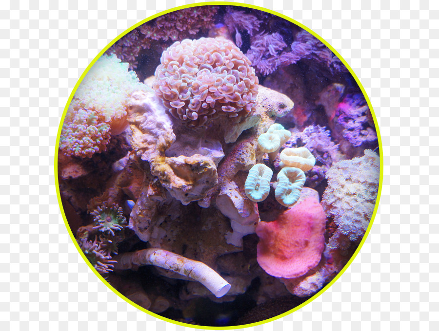 Escleractinia，Coral PNG