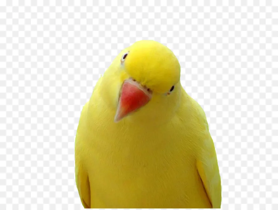 Pájaro Amarillo，Loro PNG