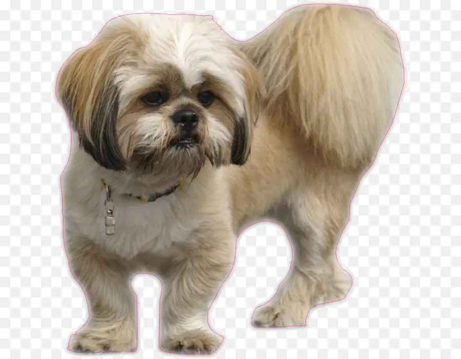 Lhasa Apso，Lhasa PNG