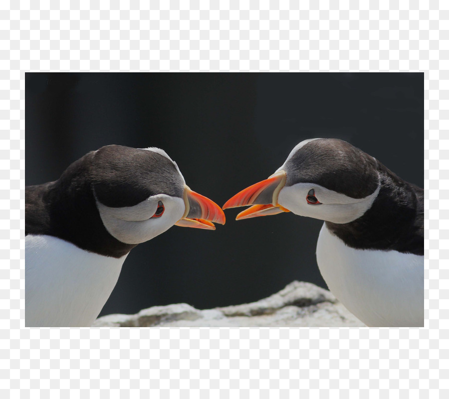 Puffin，Penguin PNG