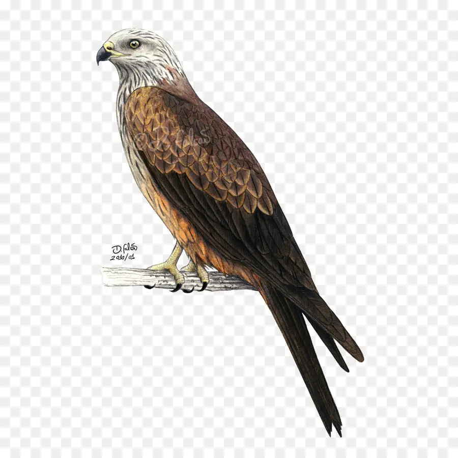 águila Calva，Aves PNG