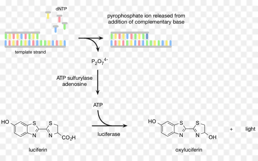Pirosecuenciación，La Secuenciación Del Adn PNG