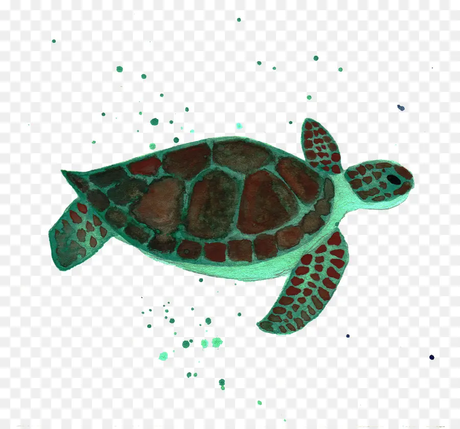 Tortuga Boba，Tortuga PNG