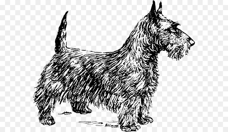 Scottish Terrier，Smooth Fox Terrier PNG
