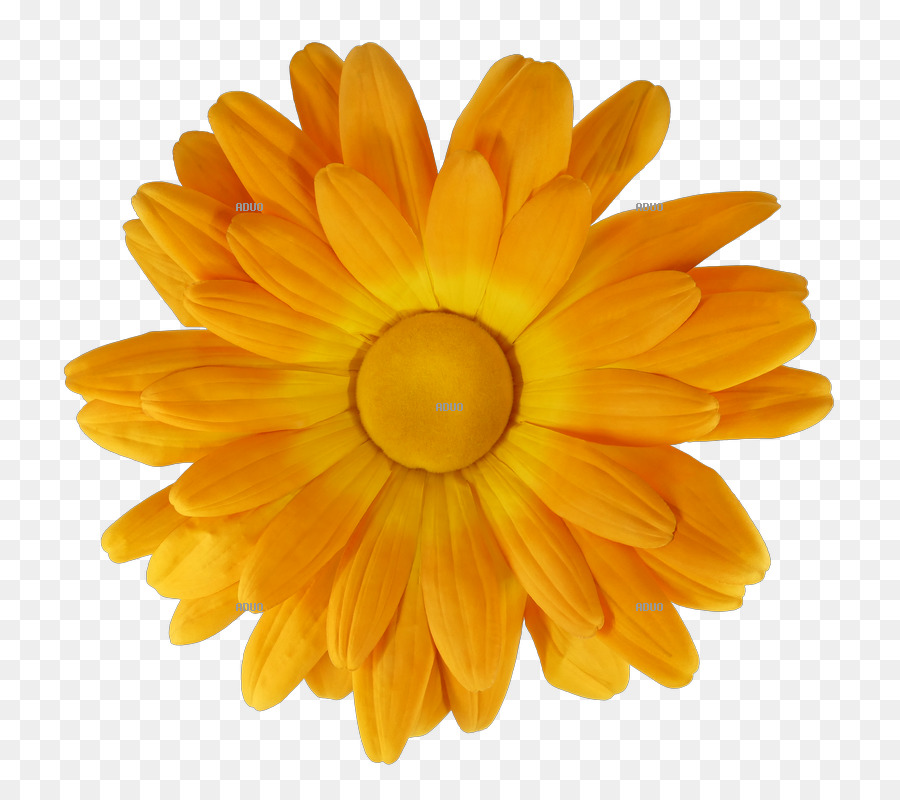 Aduo，Chrysanthemum PNG