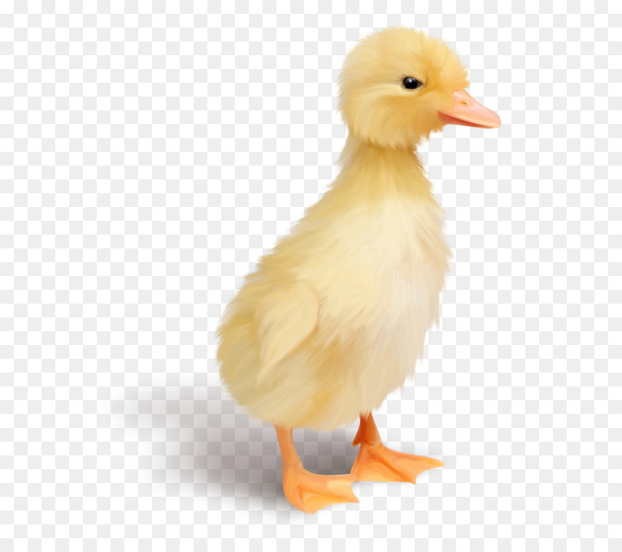 Pato，Pollo PNG