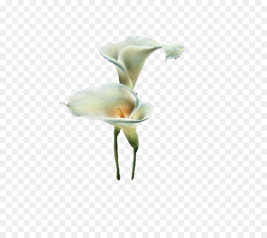 Flor，Arumlily PNG