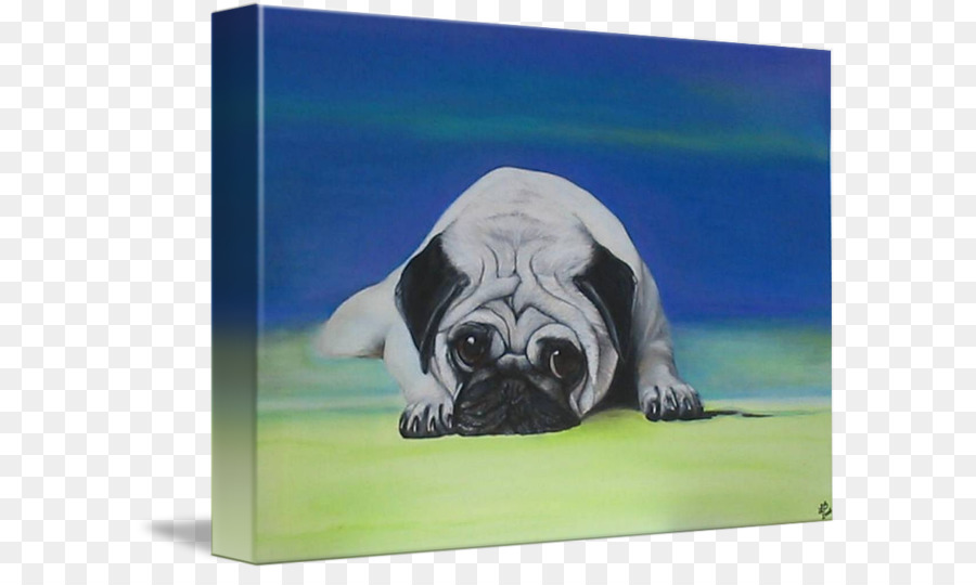 Pug，Puggle PNG