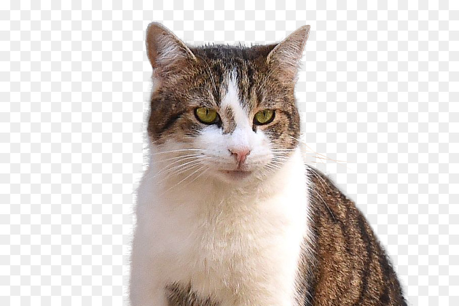 Gato，Mascota PNG