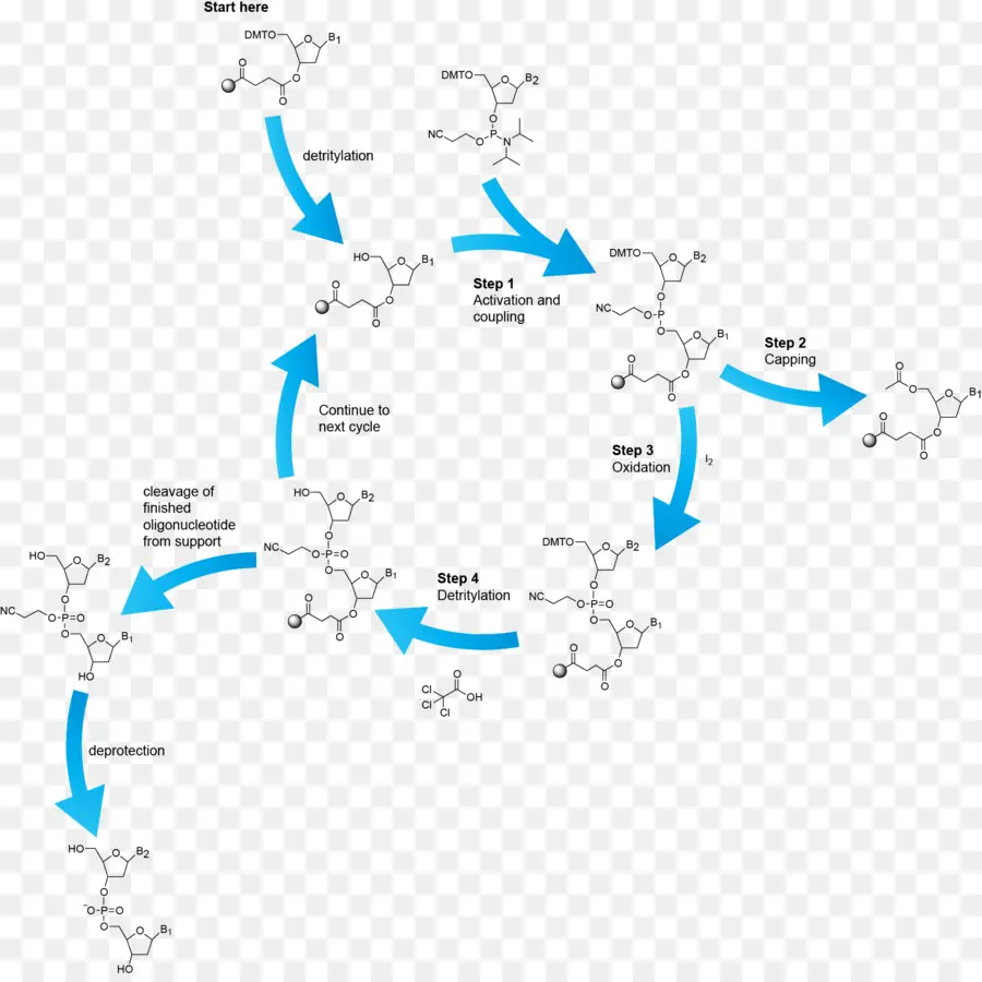 Síntesis De Oligonucleótidos，Fosforamidita PNG
