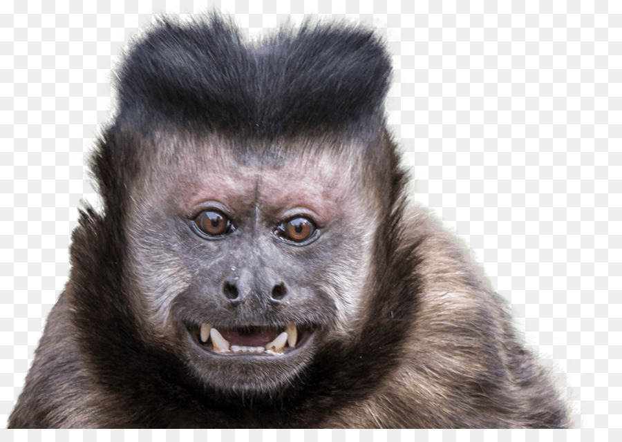 Nuevo Mono Del Mundo，Mechones De Los Capuchinos PNG