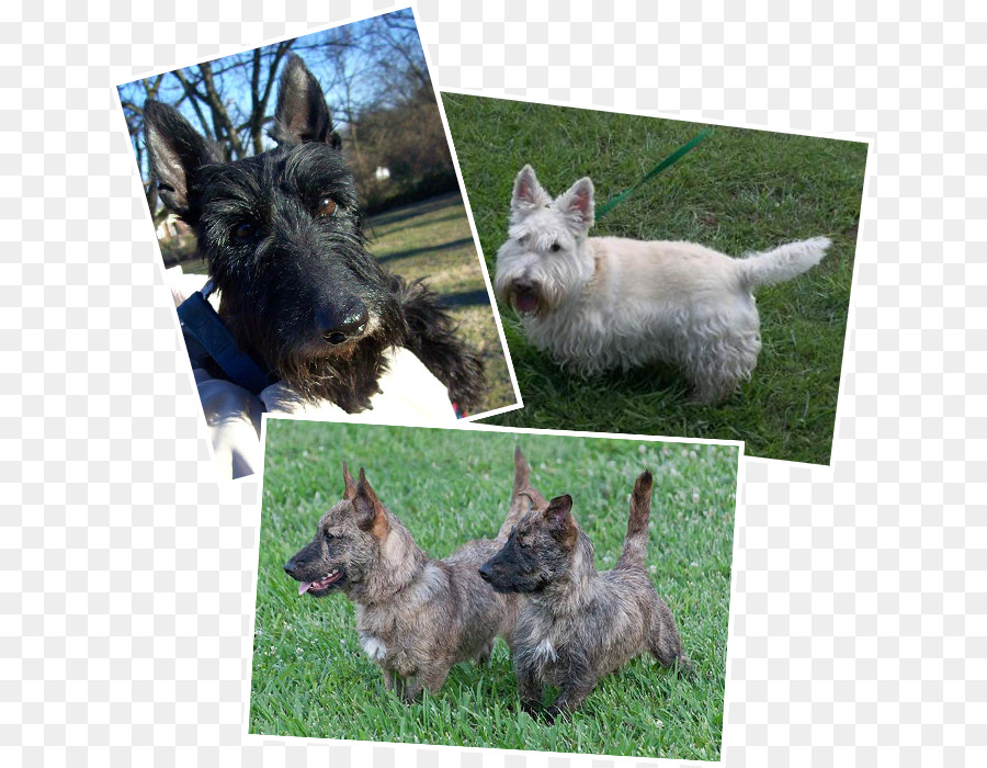 Norwich Terrier，Terrier Escocés PNG