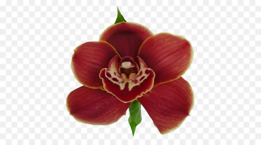 Orquídeas De Polilla，Magenta PNG