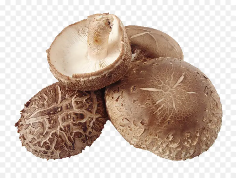 Shiitake，Seta PNG