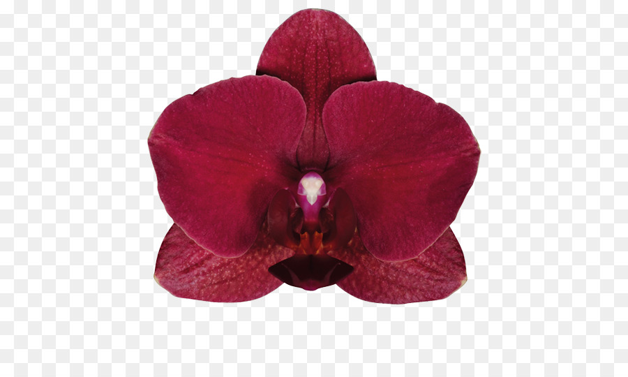 La Polilla De Las Orquídeas，Las Orquídeas PNG