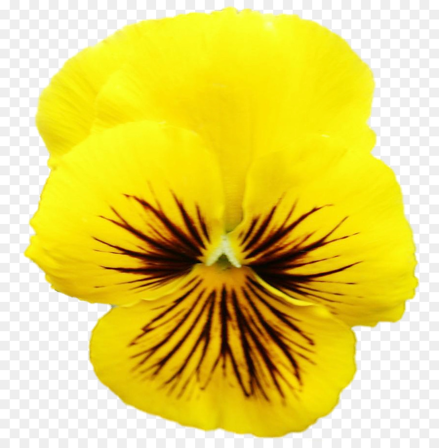 Pansy，Pétalo PNG