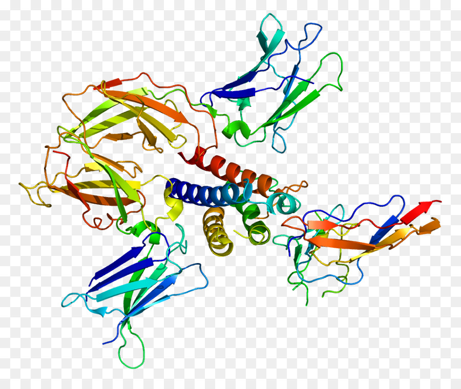 La Cadena Gamma Común De，Receptor De Il2 PNG