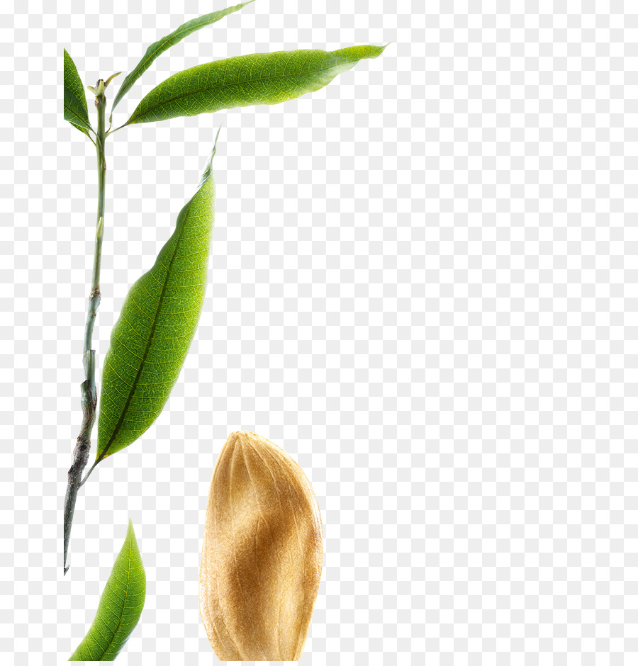 Cabello，Klorane PNG