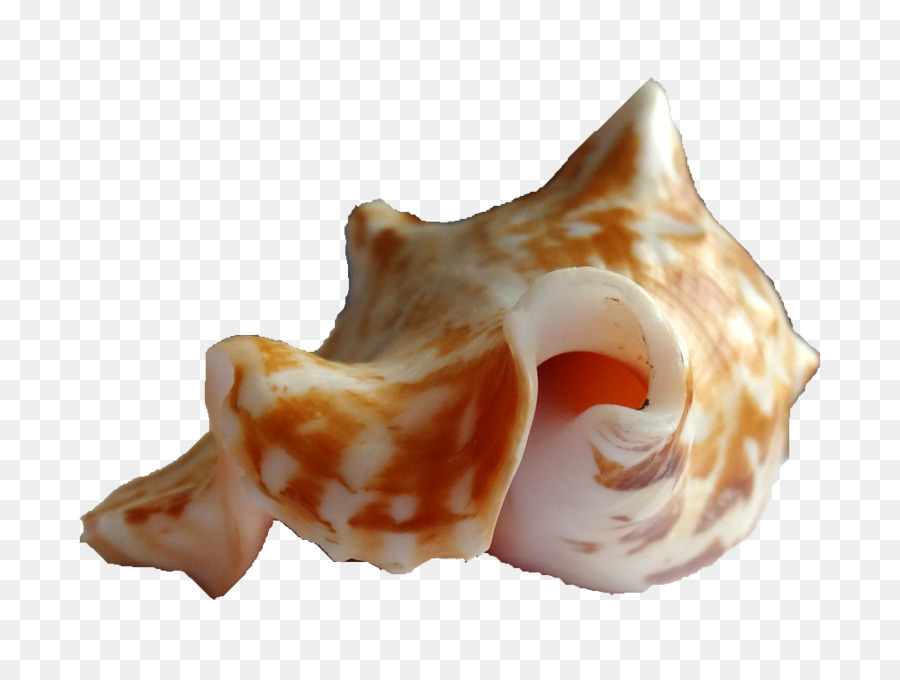 Caracol，Caracol De Mar PNG