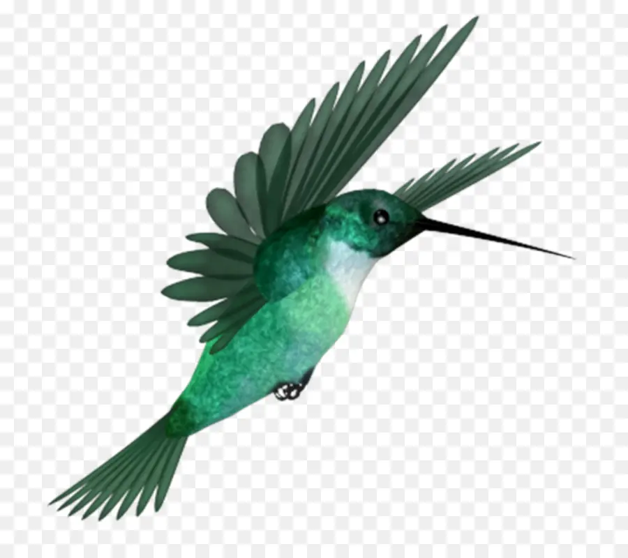 Colibrí，Pájaro PNG