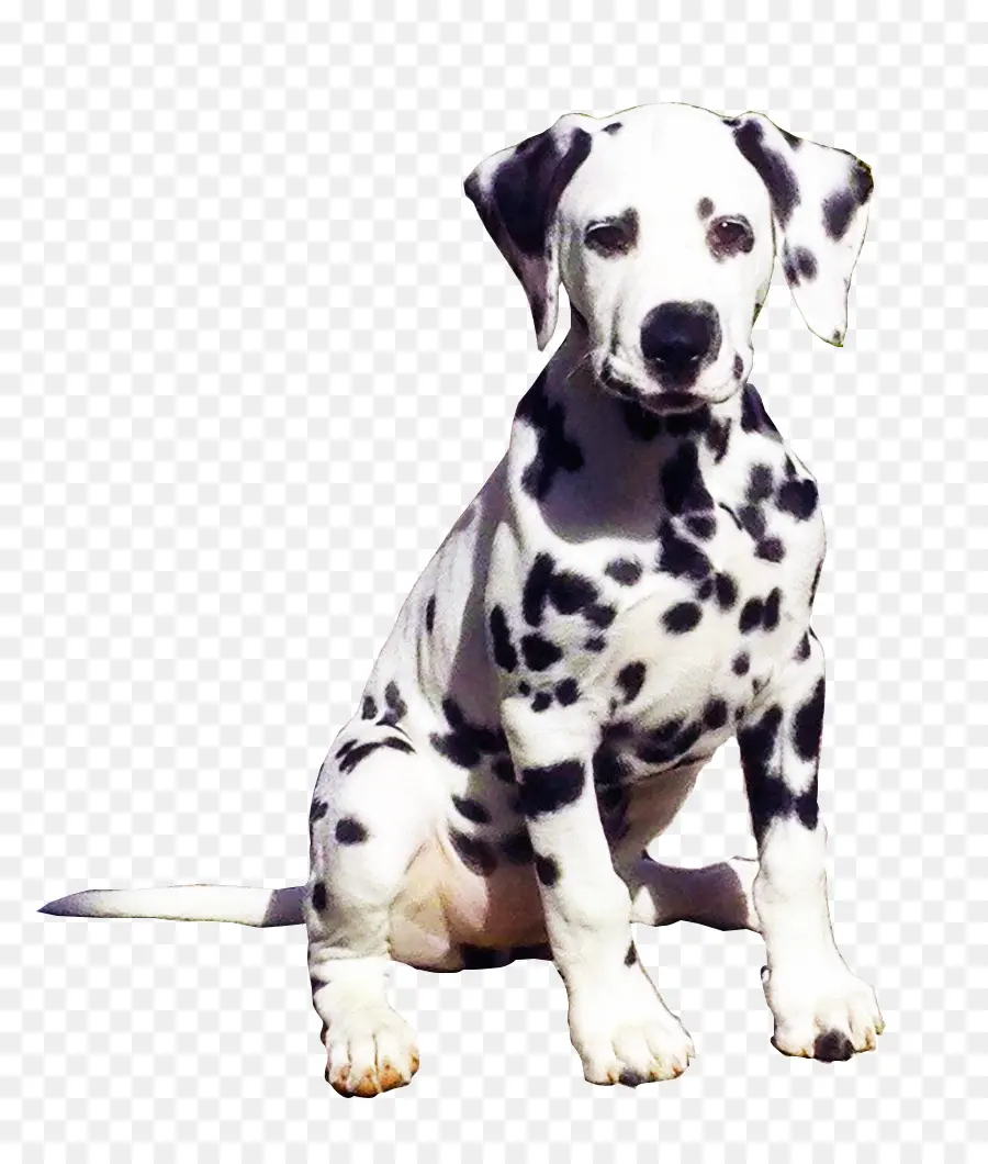 Perro Dálmata，Mascota PNG