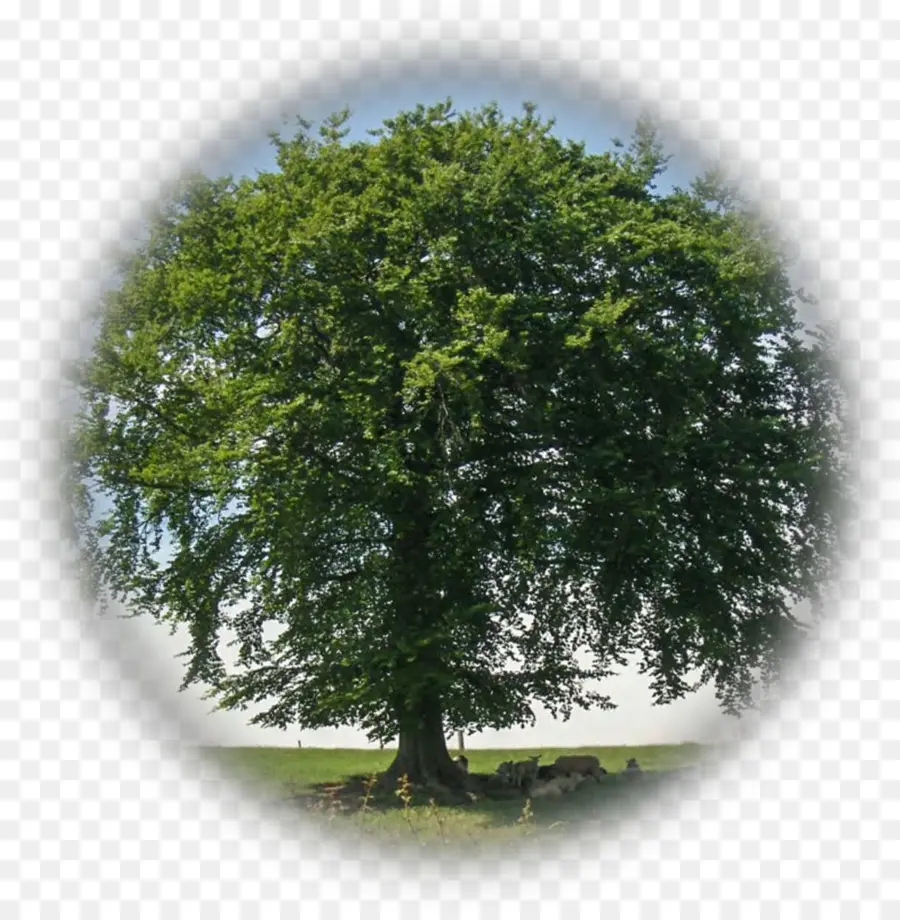 Árbol，Hojas PNG