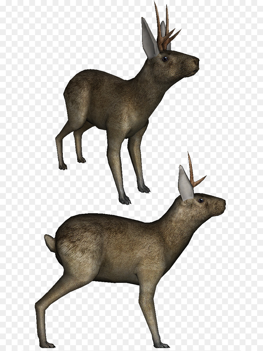 Ciervo，Fauna PNG