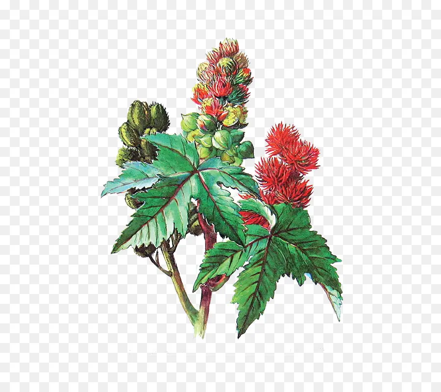 Ricinus，Aceite PNG