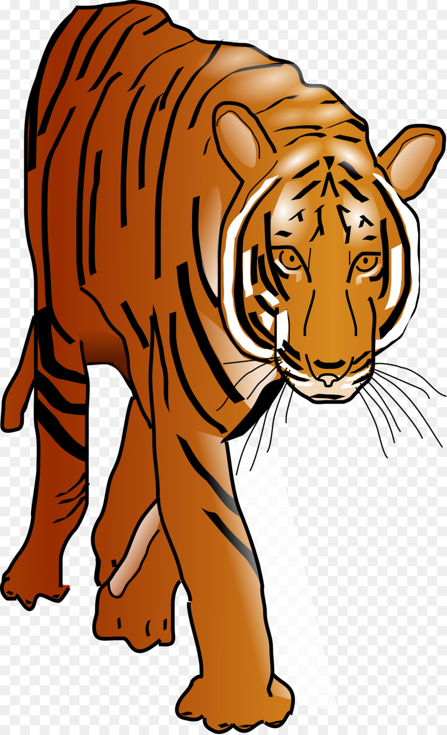 Lion，Tigre De Bengala PNG
