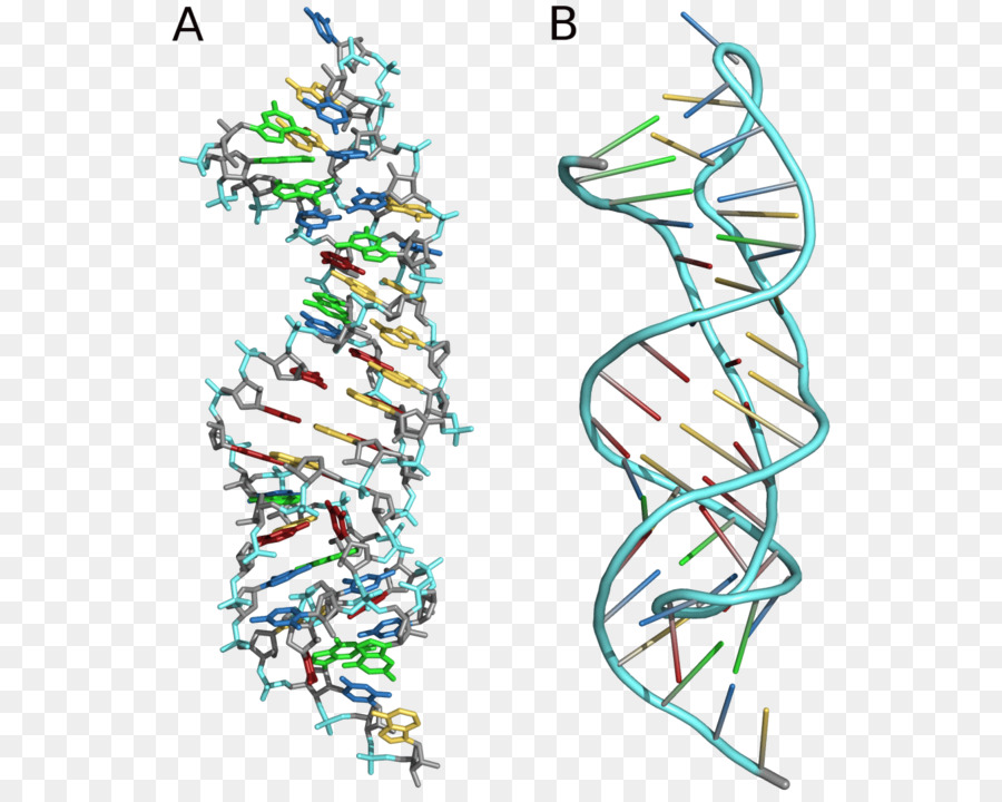 Pseudoknot，El ácido Nucleico De La Estructura Secundaria PNG