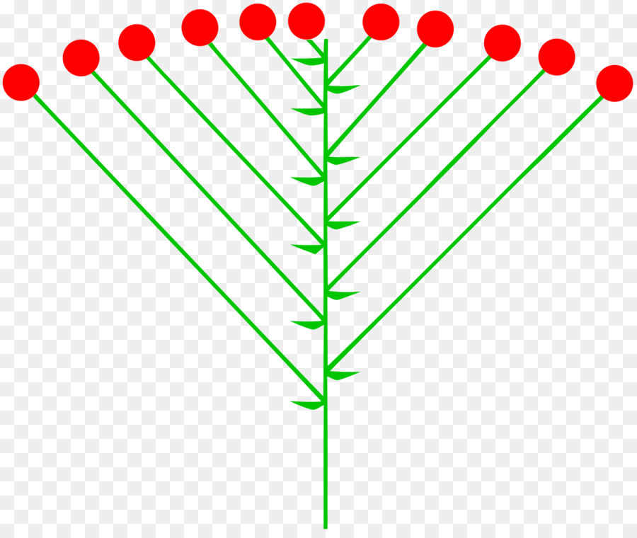 Inflorescencia，Corymb PNG