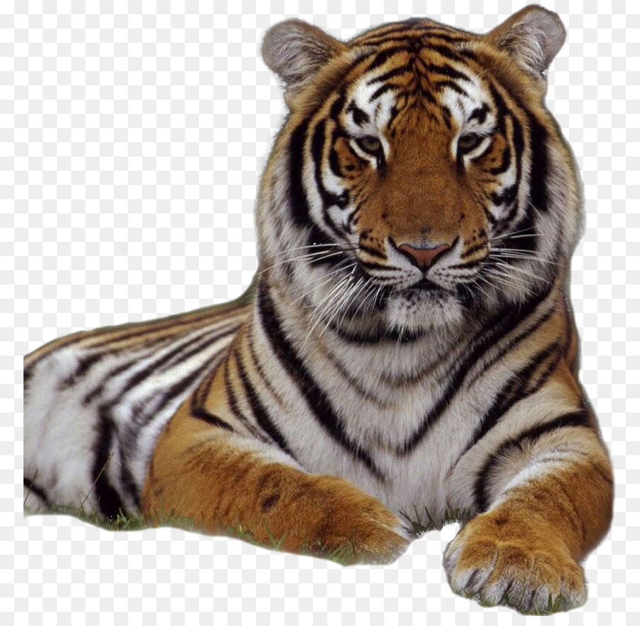 Tigre，Cachorro PNG