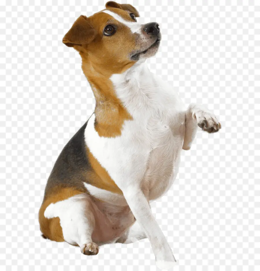 Raza De Perro，Jack Russell Terrier PNG
