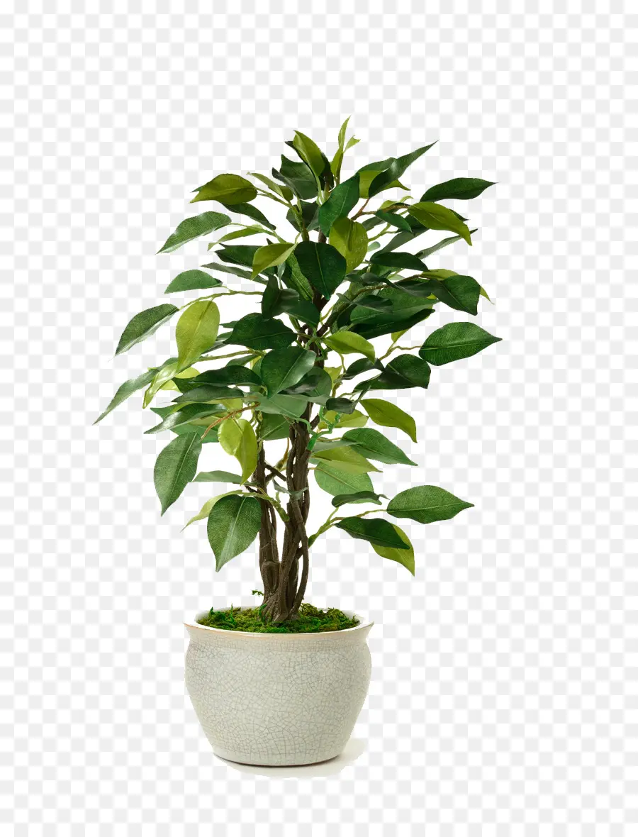 Planta De Interior，Maceta PNG