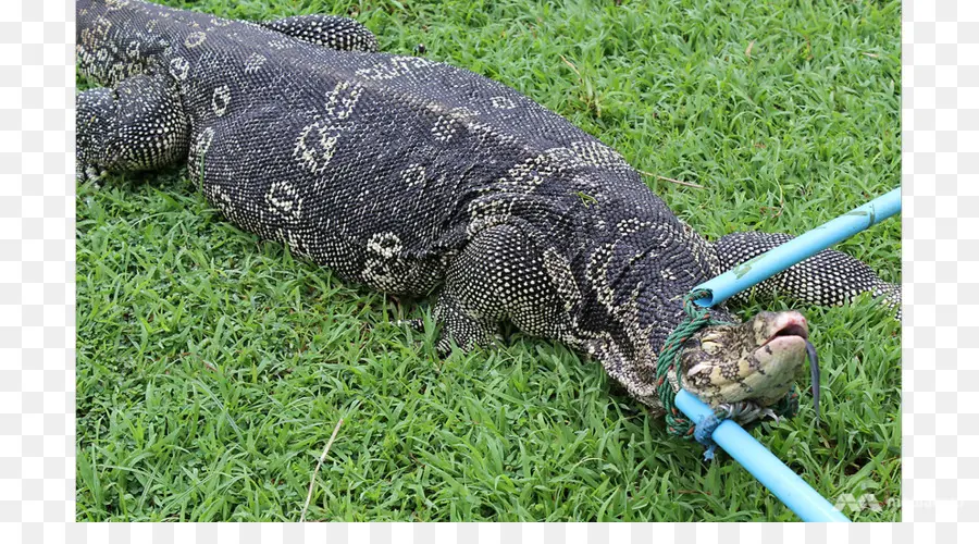 Lagarto，Lumphini Park PNG