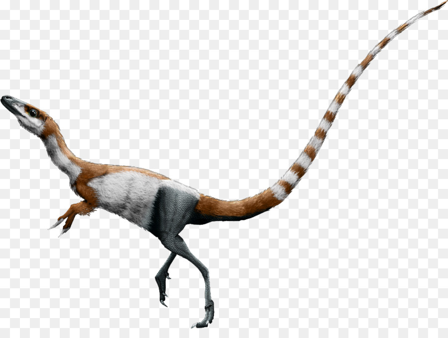 Sinosauropteryx，Falcarius PNG