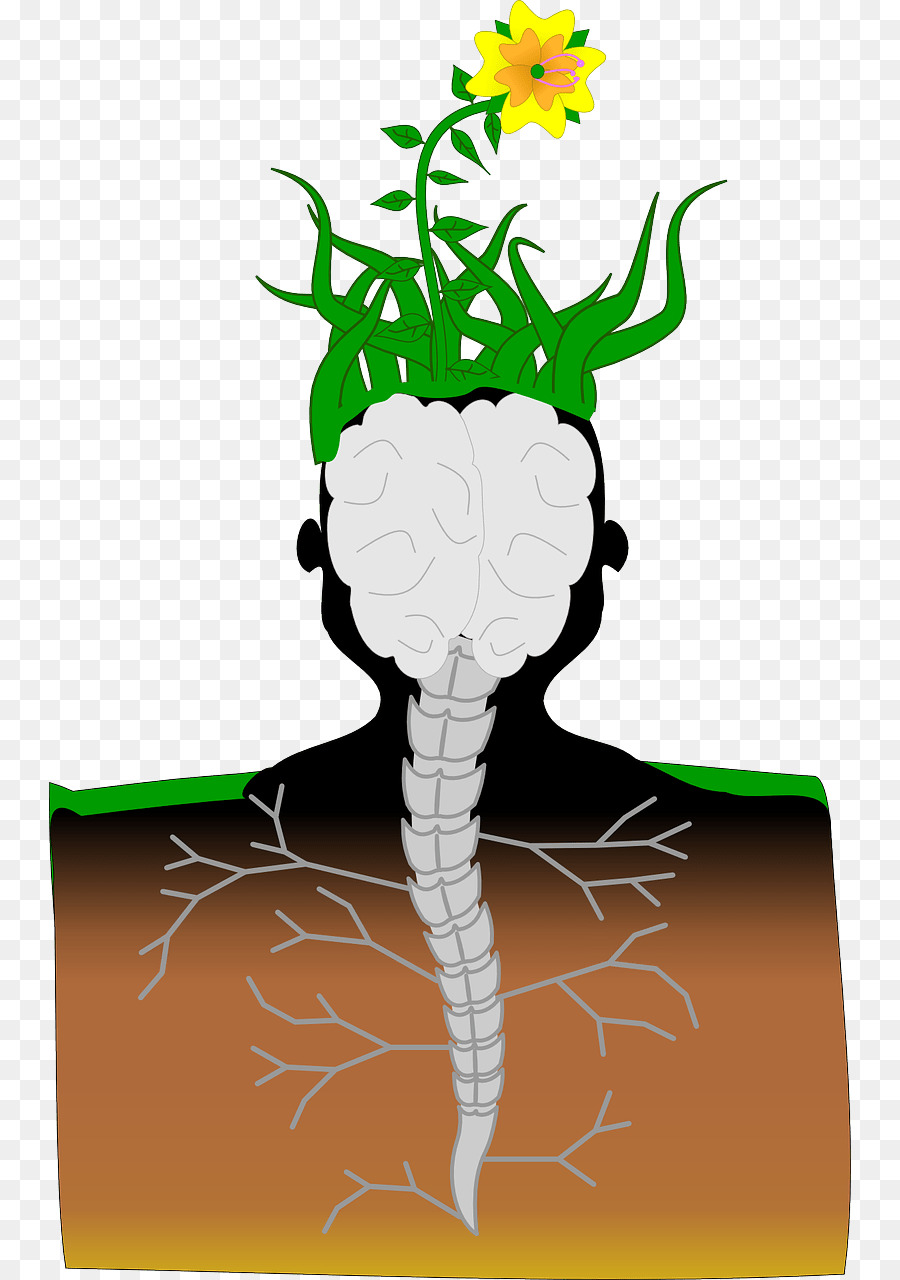 Cerebro，Planta PNG