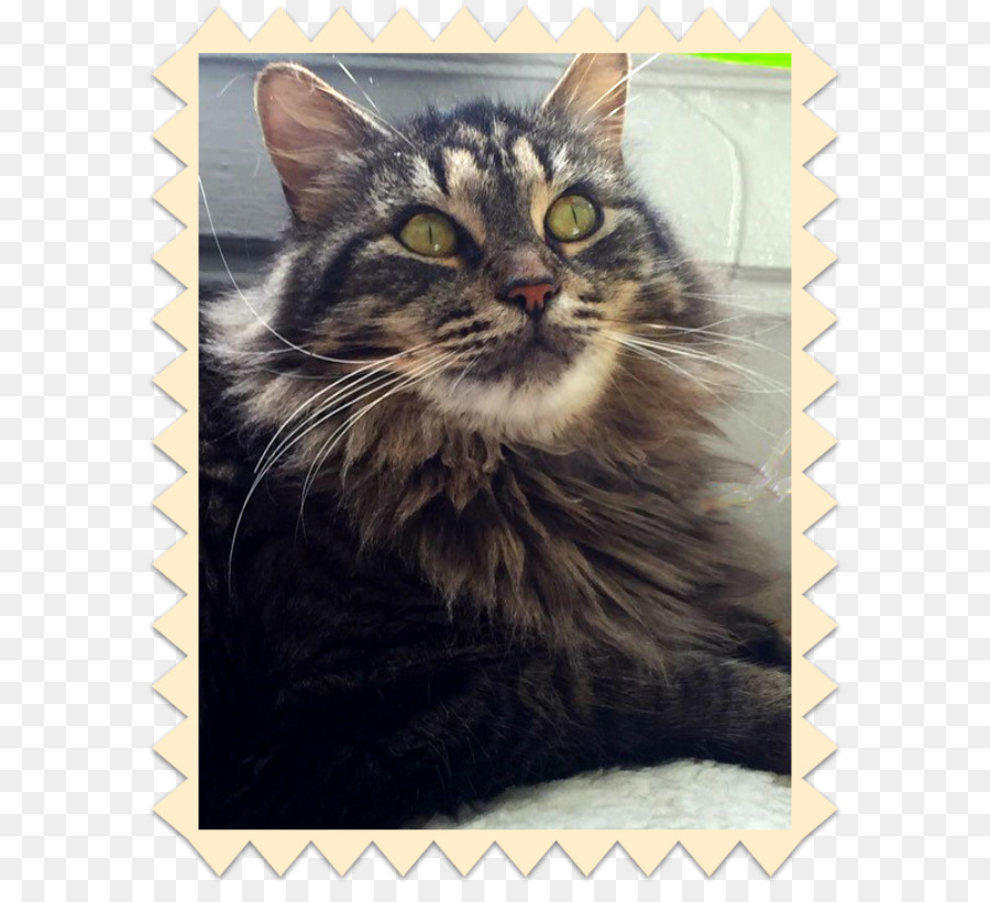 Gato Siberiano，Maine Coon PNG