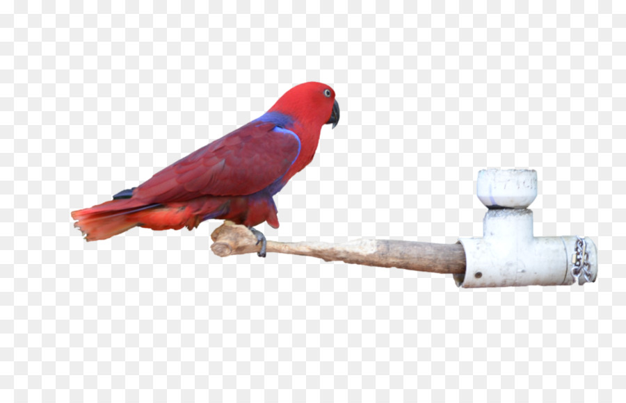 Guacamayo，Perico PNG