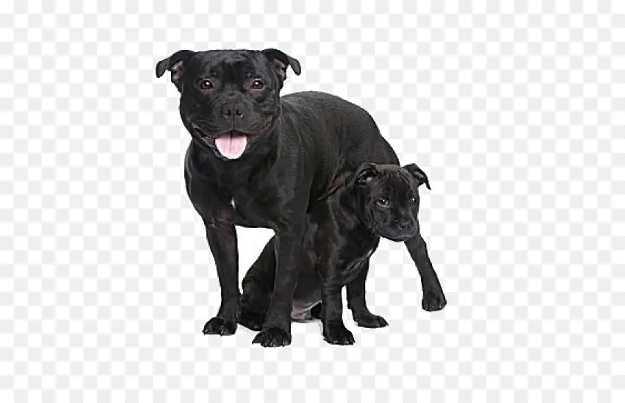 Perros Negros，Cachorro PNG