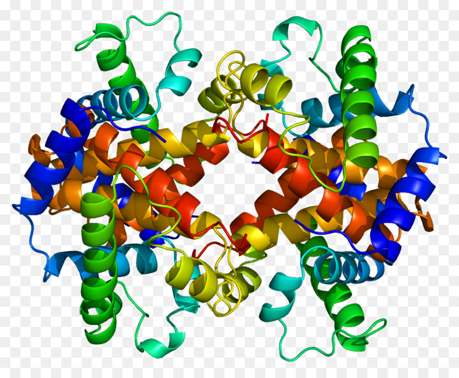 La Hemoglobina，La Hemoglobina Embrionaria PNG