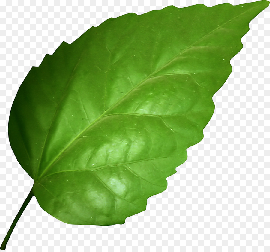 Hoja Verde，Planta PNG