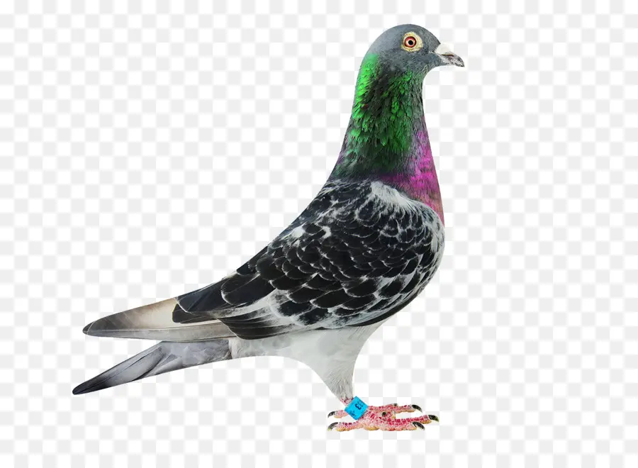 Columbidae，Homing Pigeon PNG