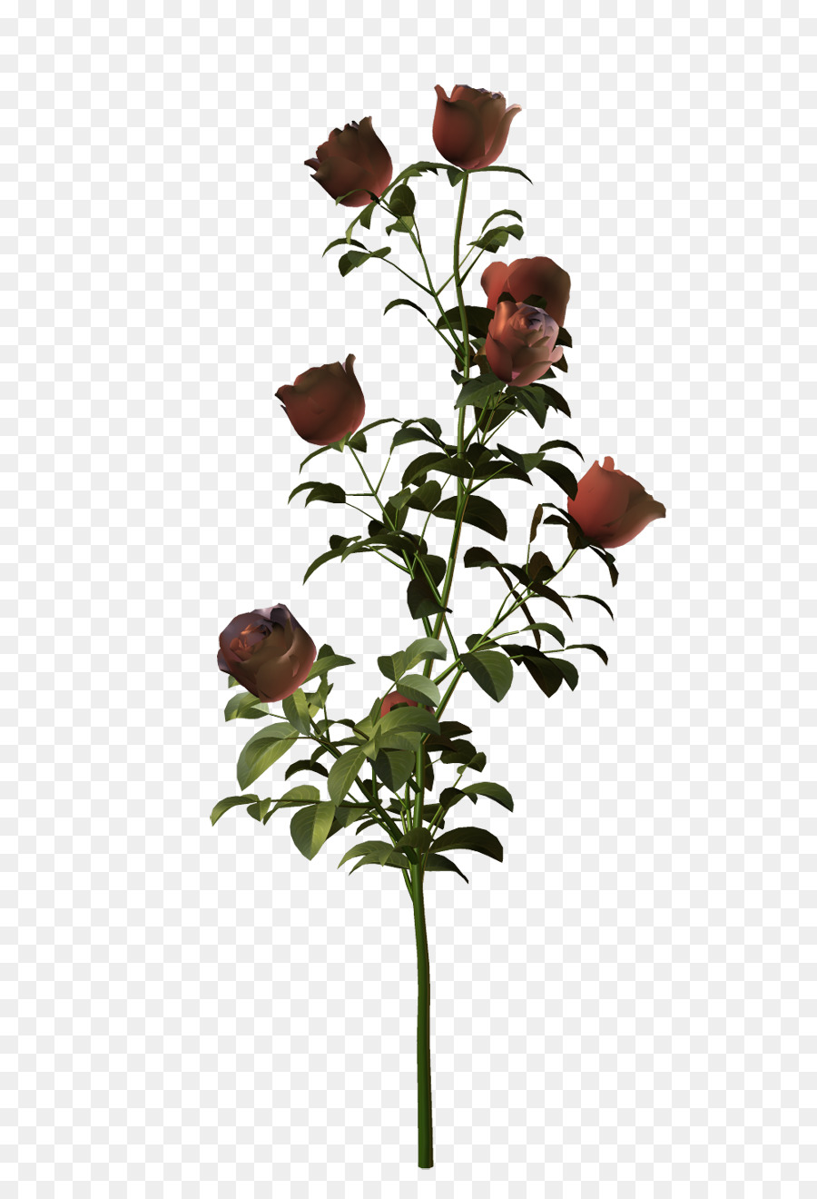 Las Rosas De Jardín，Rosa PNG