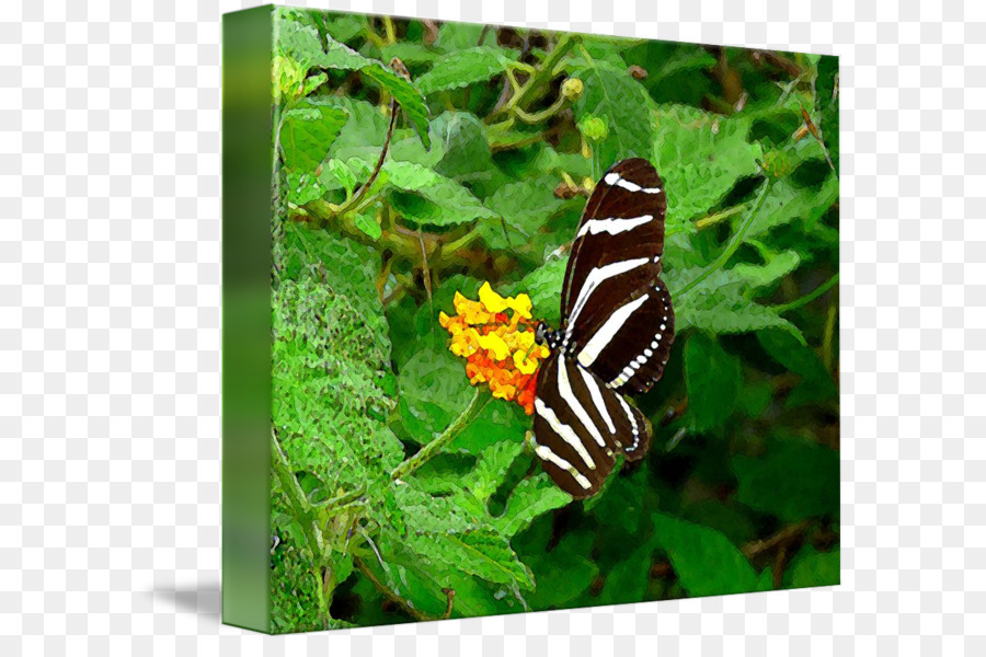 Nymphalidae，Mariposa PNG