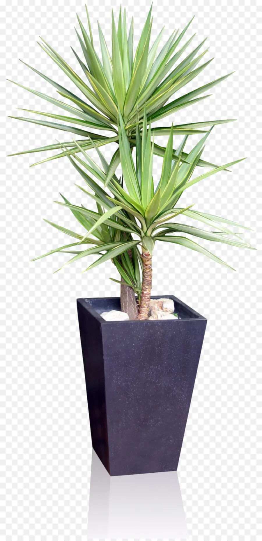 Planta De Interior，Planta PNG